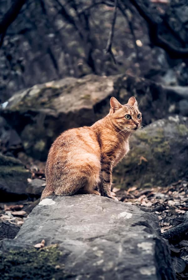 Chat roux qui chasse et ramène des proies