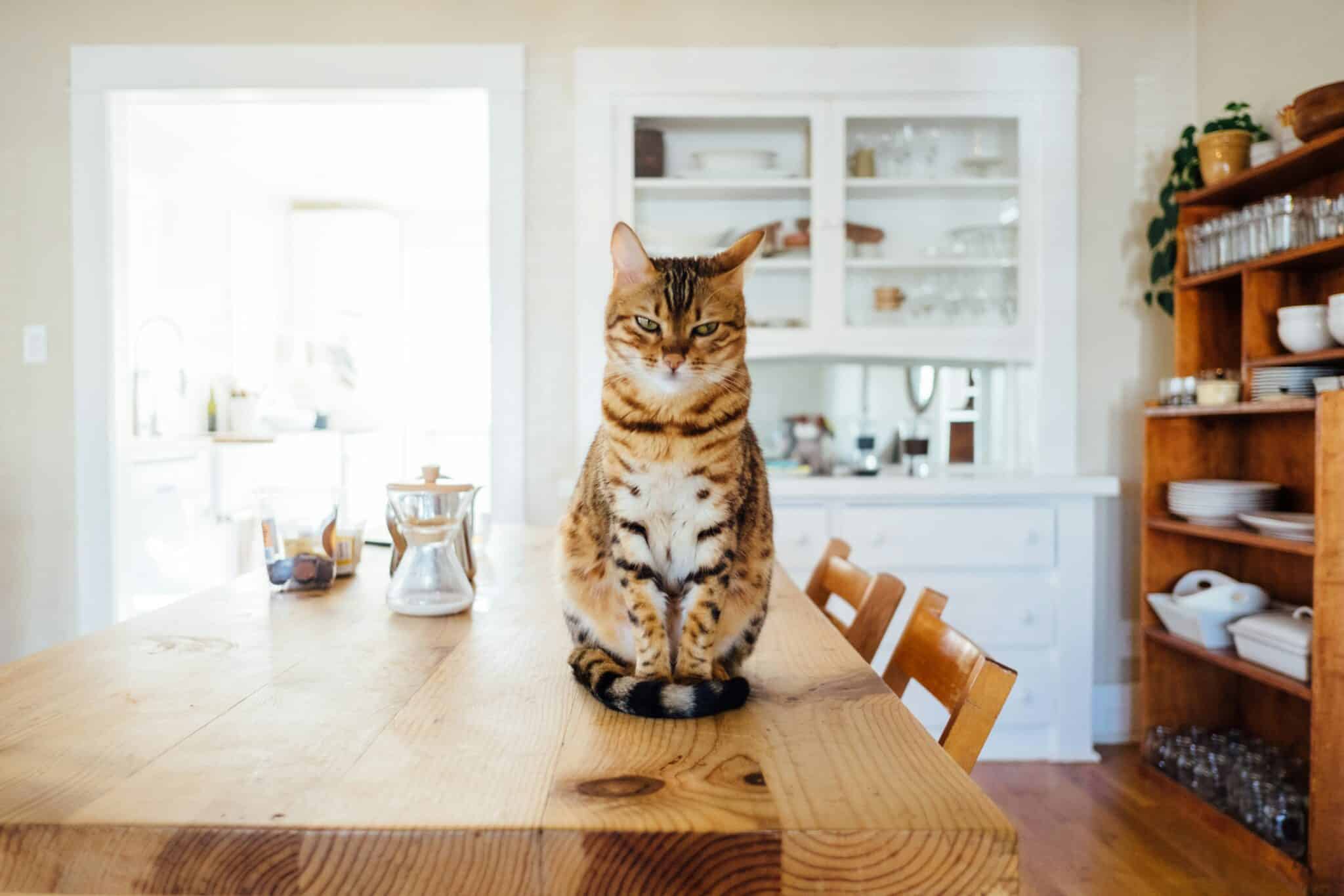 Mon chat a du sang dans les urines, que faire ? kozoo