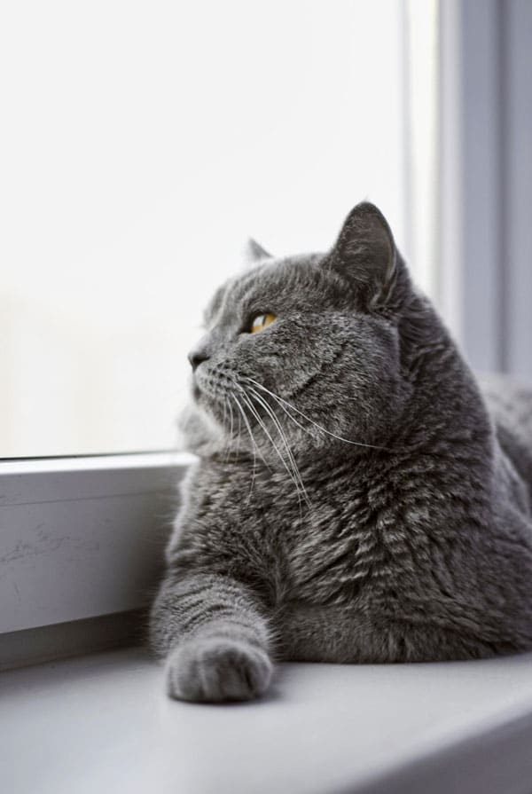 Que devient mon chat après son décès