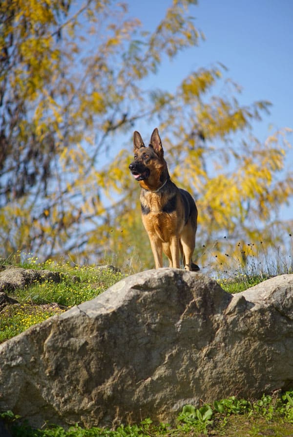 Berger allemand dans la forêt sur un rocher