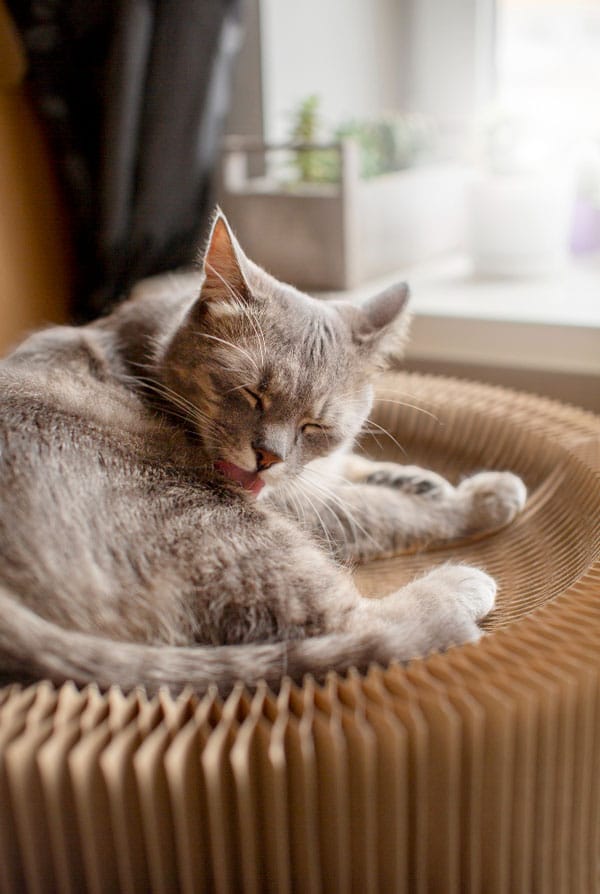 Chat gris allongé dans sa panière en faisant sa toilette