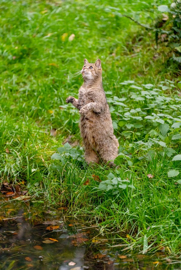 Chat qui chasse beaucoup