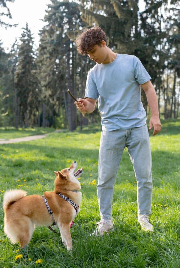 Chien éducation shiba parc