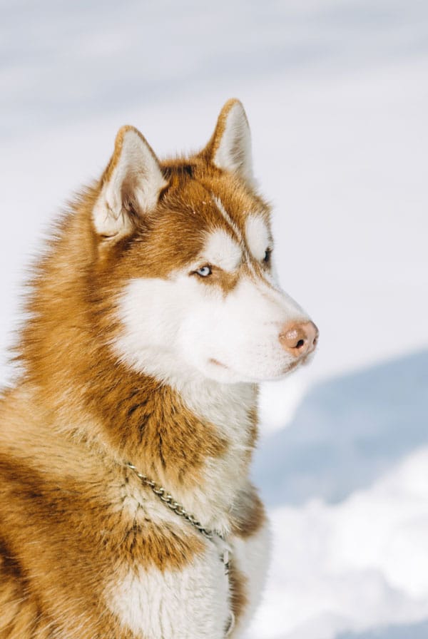 Chien husky blanc beige dans la neige