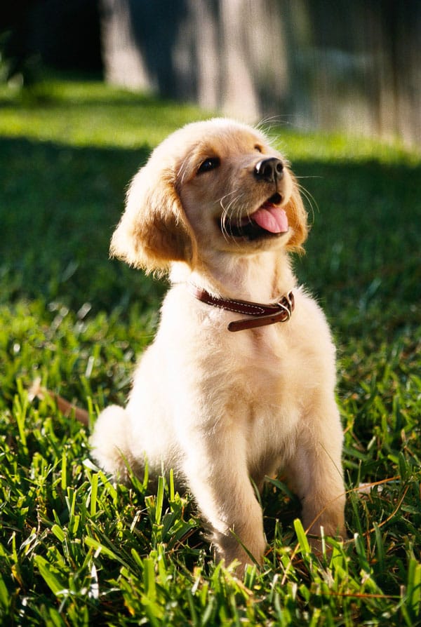 Que devient mon chien après mon décès