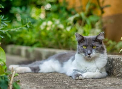 Image d'un chat gris et blanc allongé dehors