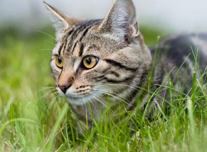 Chat qui ramène des proies