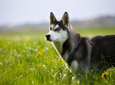 Chien Husky noir, blanc et gris sur l'herbe parc