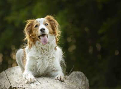 Que devient mon animal après son décès