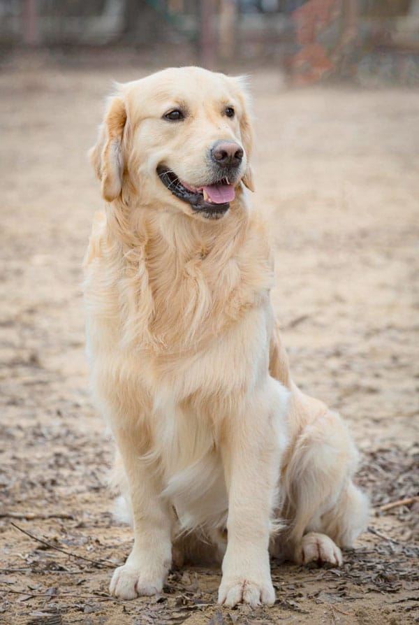 Labrador assis sur de la terre