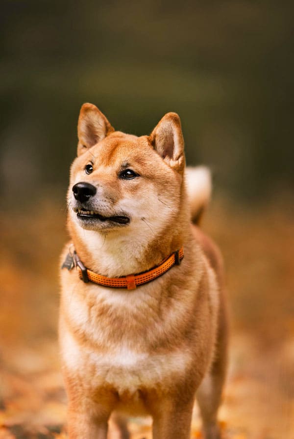 Shiba chien foret roux