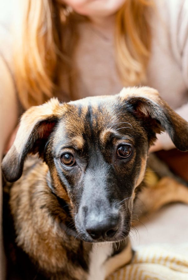 Chien marron regardant la caméra avec sa maitresse