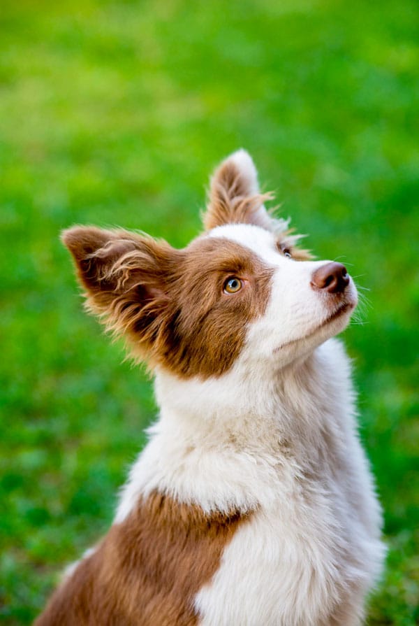Chien marron et blanc assis