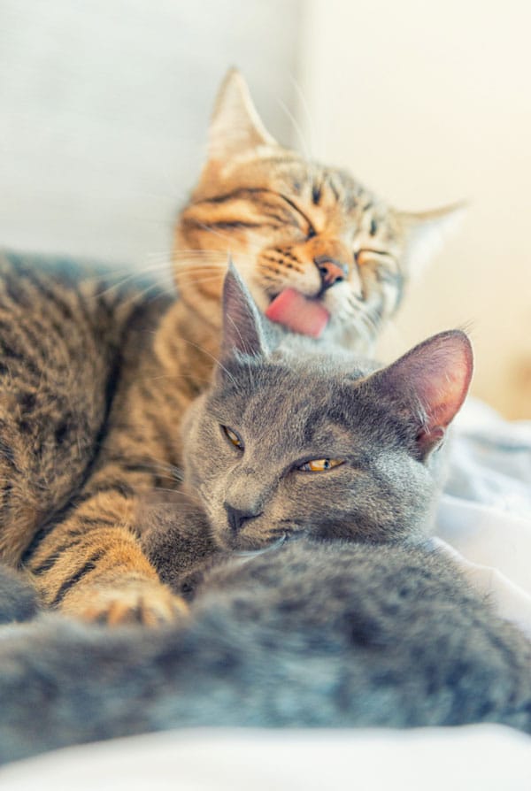 Deux chats qui se lèchent