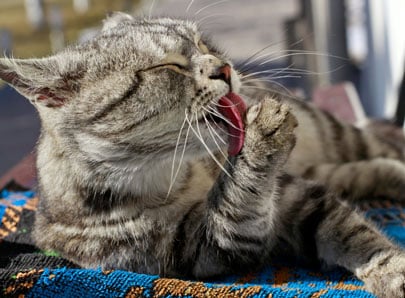 Chat qui se lèche la patte