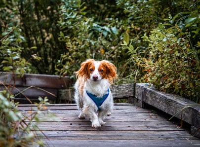 Image d'un chien en balade
