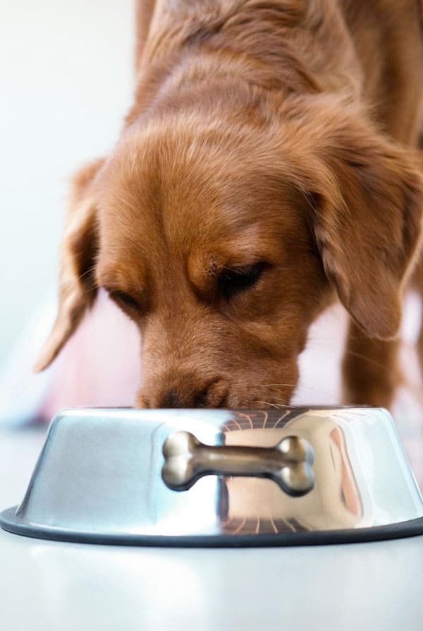 Chien qui mange dans sa gamelle