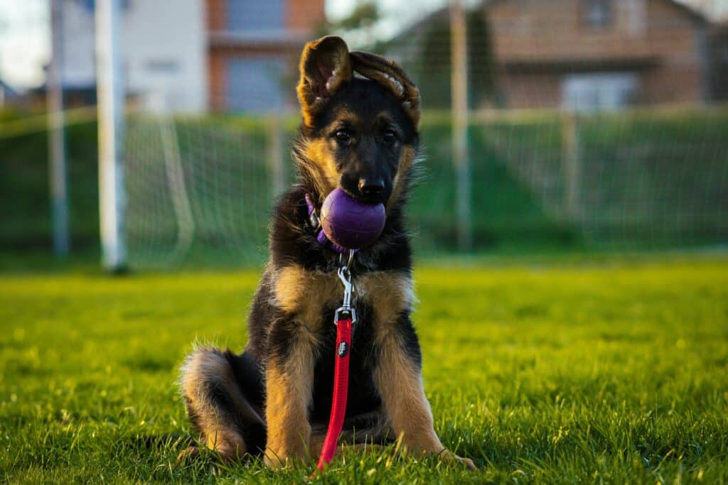 Berger allemand sur un terrain de foot avec une balle dans la bouche