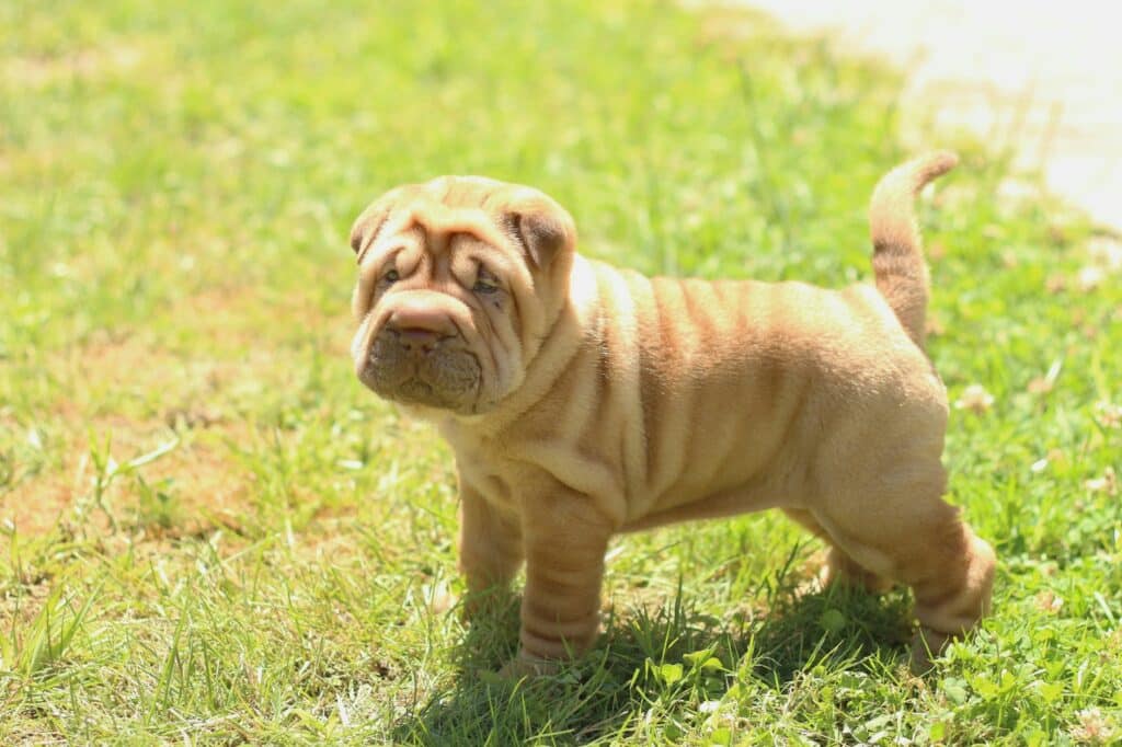 Chien Shar Pei qui est dans le jardin de la famille