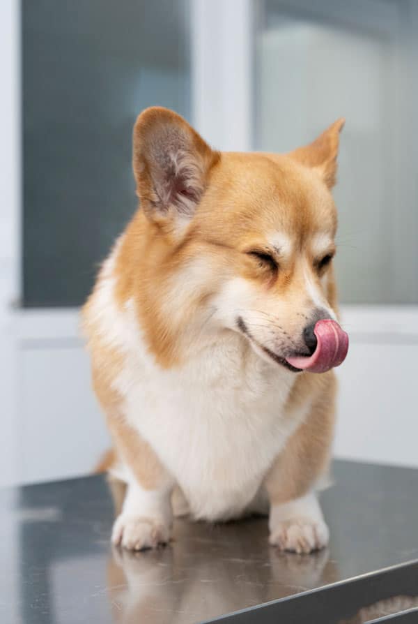Chien assis qui sort sa langue