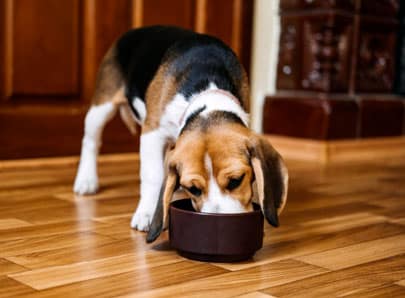 Chien qui mange dans sa gamelle sur un parquet