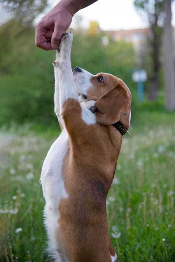 Chien marron et blanc jouant avec son maitre dans le jardin