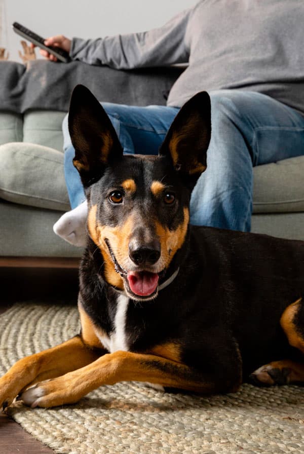 Chien allongé sur un tapis