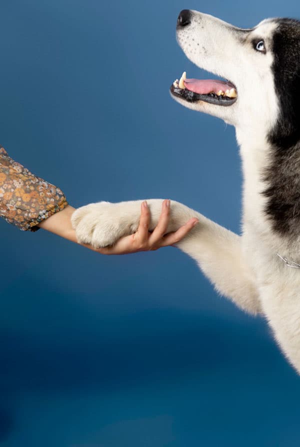 Chien qui donne la patte à son maitre