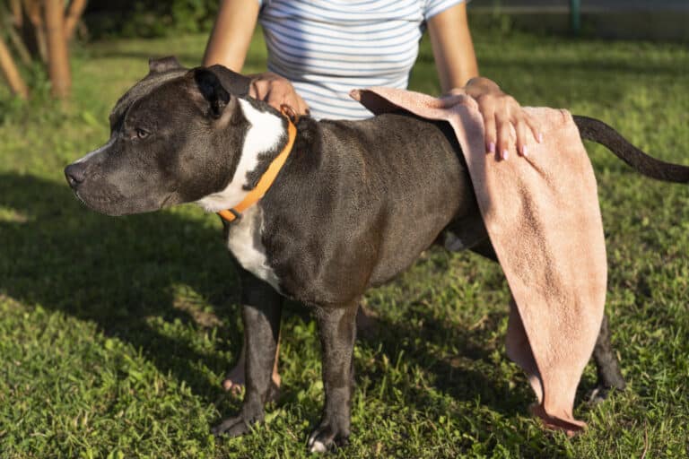Quand fautil s’inquiéter du sang dans les selles chez le chien ? kozoo