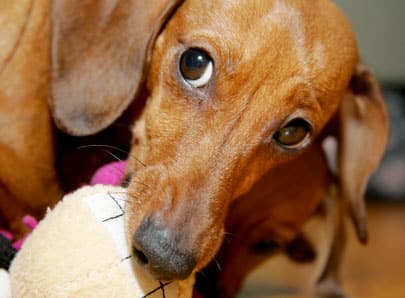 Chien qui joue avec sa peluche