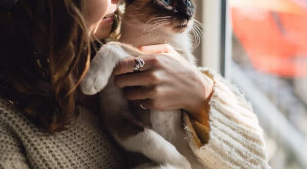 Chat à la maison