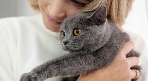 Chat paisible avec sa propriétaire