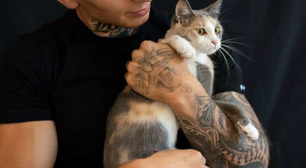 Chat en intérieur paisible