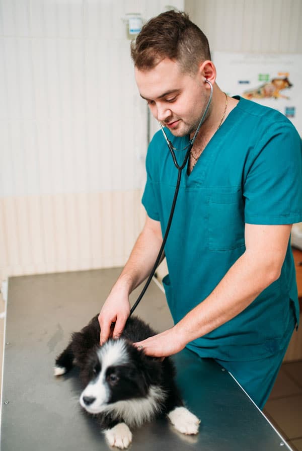 Chien avec diarrhée chez le vétérinaire