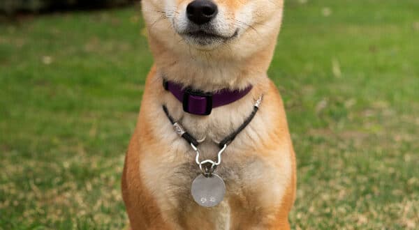 Akita, chien de race du groupe 5