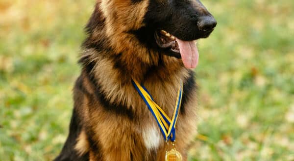 Berger Allemand, chien de race du groupe 1