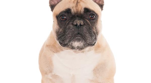 Bouledogue Français, chien de race du groupe 9
