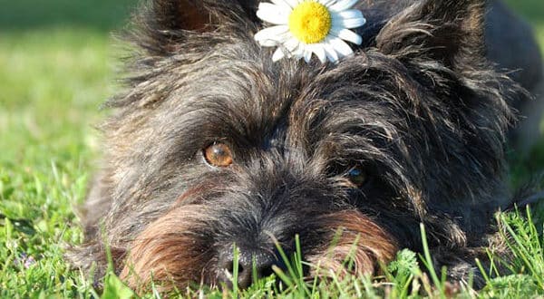 Cairn Terrier, chien de race du groupe 3