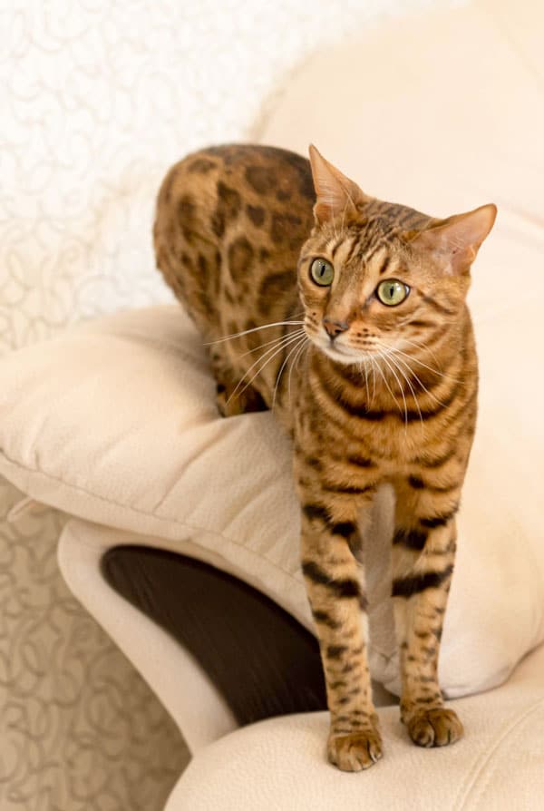 Chat avec un pelage tigré