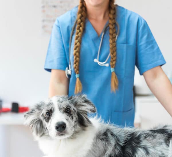 Chien type Berger en auscultation chez le vétérinaire