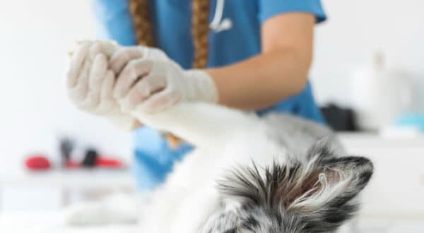 Chien avec entorse chez le vétérinaire
