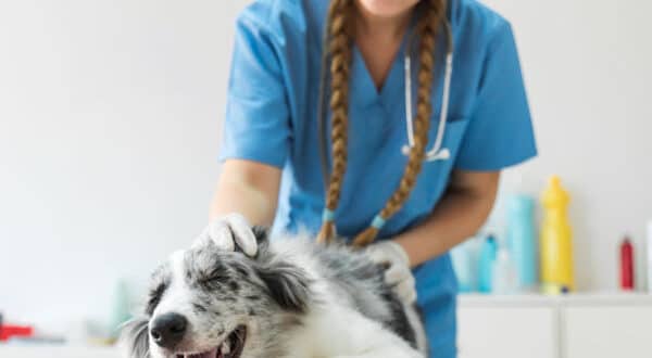Chien en plein examen vétérinaire pour des vomissements
