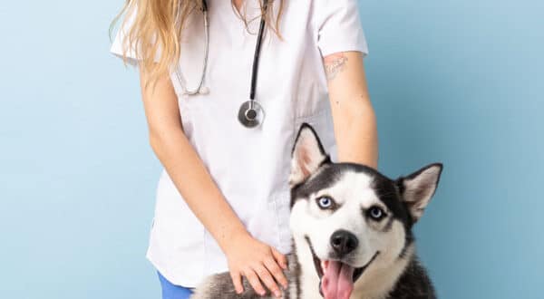 Chien type Husky chez le vétérinaire