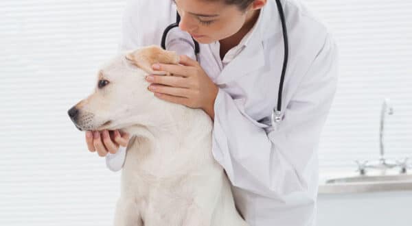 Chien avec dermatite chez le vétérinaire