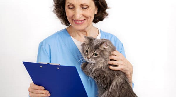 Examens d'un chat par un vétérinaire