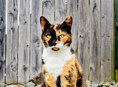 Chat tricolore qui est dehors