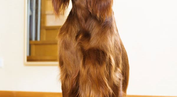 Setter Anglais, chien de race du groupe 7