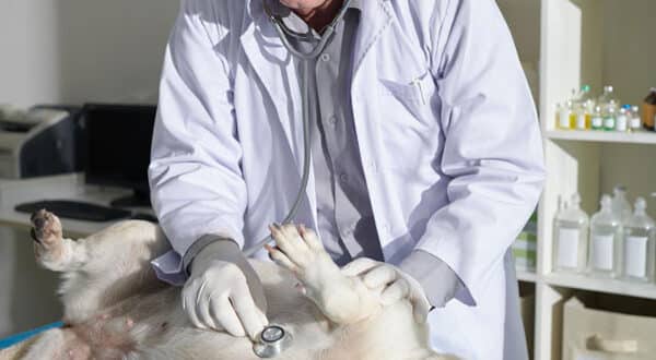 Chien ayant une insuffisance cardiaque chez le vétérinaire