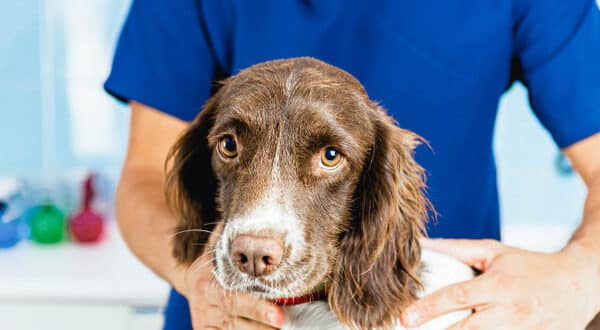 Chien en consultation vétérinaire pour un othématome