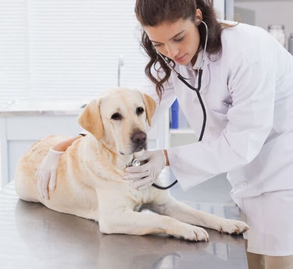 Chien avec trouble immunitaire chez le vétérinaire